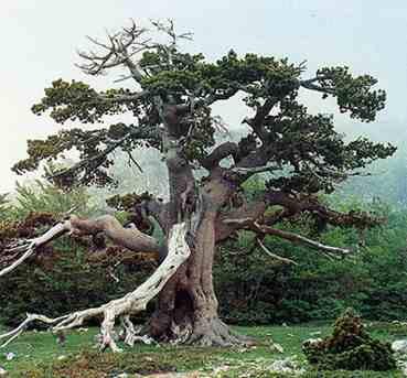 pino loricato basilicata